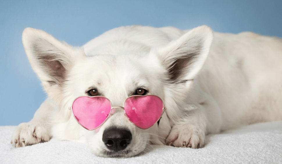 10 Secrets That Experts Of Dog Photography Don't Want You To Know