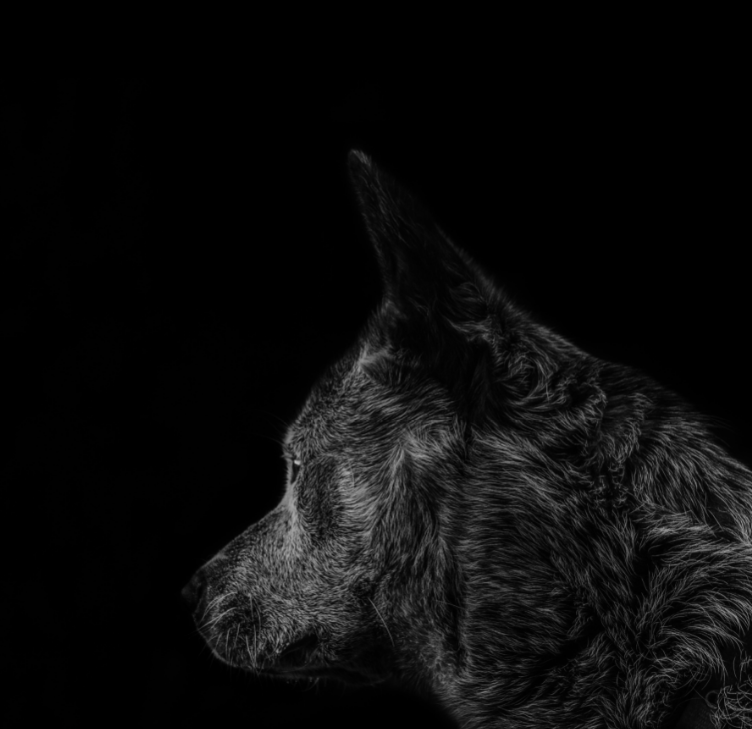 Use a Black Background for the dog portrait photography